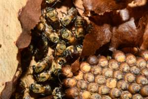 Stingless Bees in Hive