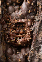 Stingless bee hive