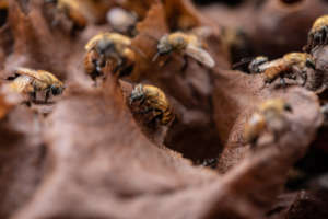 Stingless bees