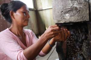 Tarkis Harvesting Honey