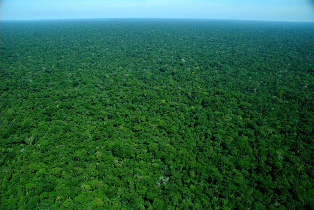 Beekeeping with Indigenous People in the Amazon