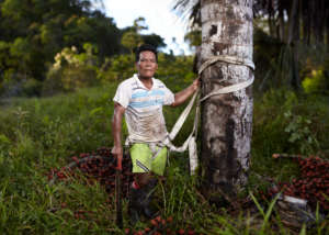 Maijuna Palm Fruit Collector