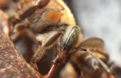 Beekeeping with Indigenous People in the Amazon