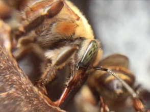 Beekeeping with Indigenous People in the Amazon