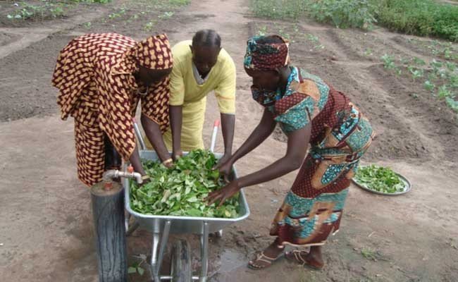 Commercial Integrated Farming Initiative in Sudan