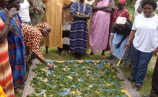 Commercial Integrated Farming Initiative in Sudan