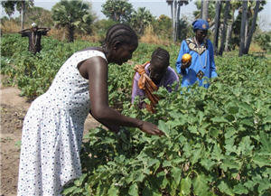 Commercial Integrated Farming Initiative in Sudan