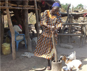 Commercial Integrated Farming Initiative in Sudan
