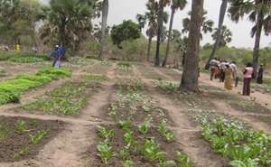 The land that will be cultivated for produce