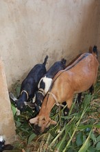 Goats eating the mushrooms