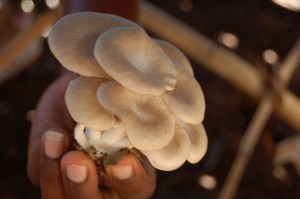 A picture of the mushrooms