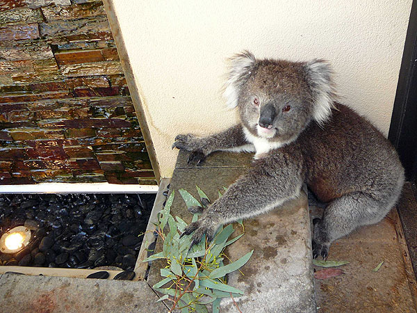 An order of eucalyptus leaves to go please...