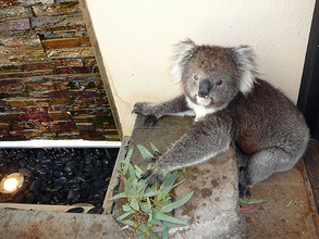 An order of eucalyptus leaves to go please...