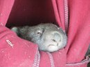 Good Morning Little Wombat