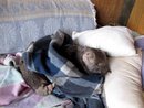 Hope Sleeping