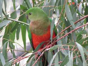 Watching from a growing canopy