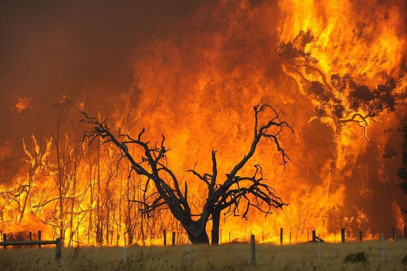 Restore Australia’s Forest after the Wildfires