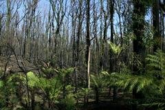 Restore Australia’s Forest after the Wildfires