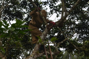 collecting  swarm from a tree branch