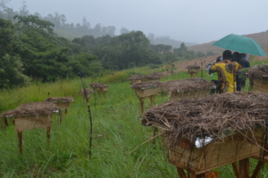 Installed Hives at the Guzang watershed