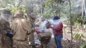 sustainable harvesting of honey