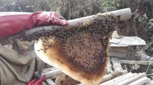 Carring for bees