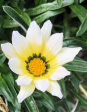 Roadside flower