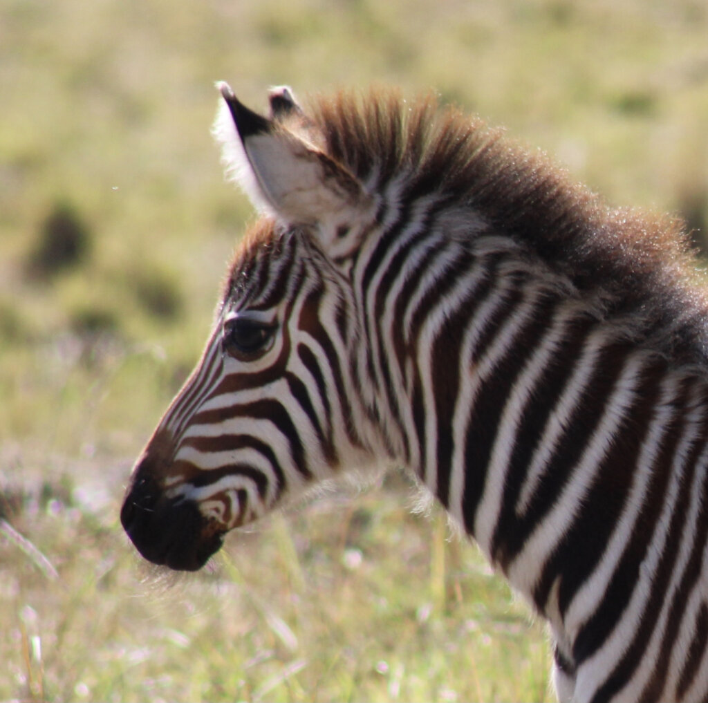 zebra