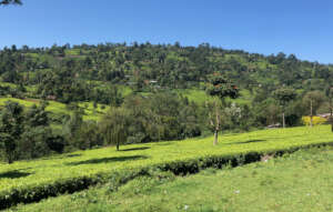 Tea Country
