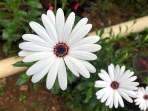 white flower