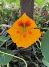 flower pic