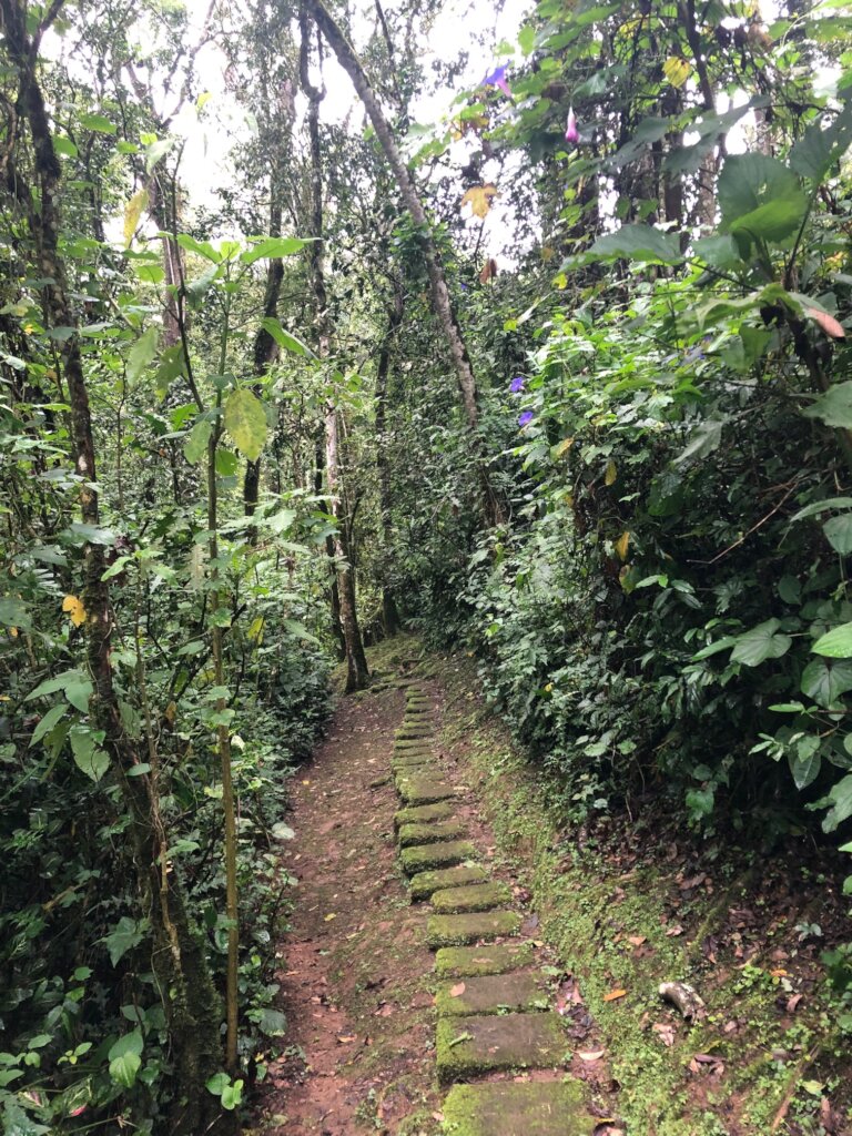 Kakamega Forest