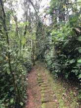 Kakamega Forest