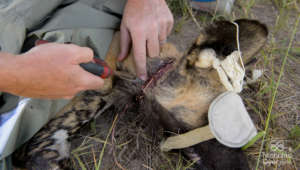 Removing the copper snare from Cusp