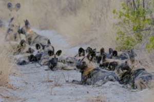 Socks (collared) with her pack and pups