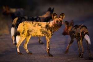 Masuma Pack - Painted Dog Conservation
