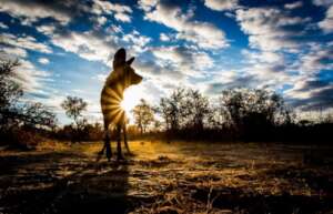 Painted Dog - Zimbabwe