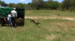 Image credit: Painted Dog Conservation.