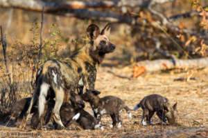 Socks with her pups before she was collared