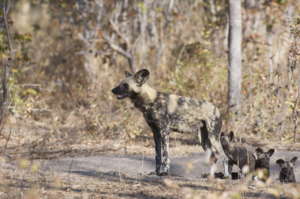 Socks with her first litter of pups in 2013