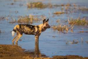 Painted Dog, Credit Painted Dog Conservation