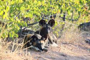 Velekude Pack - Painted Dog Conservation