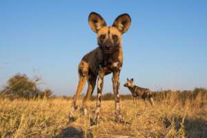 Image Credit: Painted Dog Conservation
