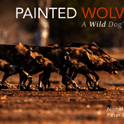 'Painted Wolves: A Wild Dog's Life'.