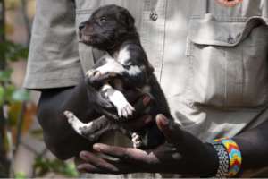 Painted dog puppy rescue