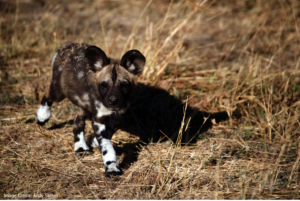 Painted Dog: Andy Skillen