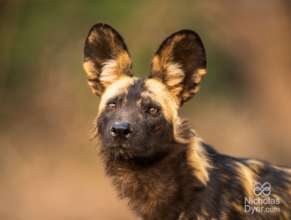 Painted dog. Image credit: Nicholas Dyer.