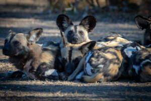 Painted Dogs: Matt Armstrong-Ford