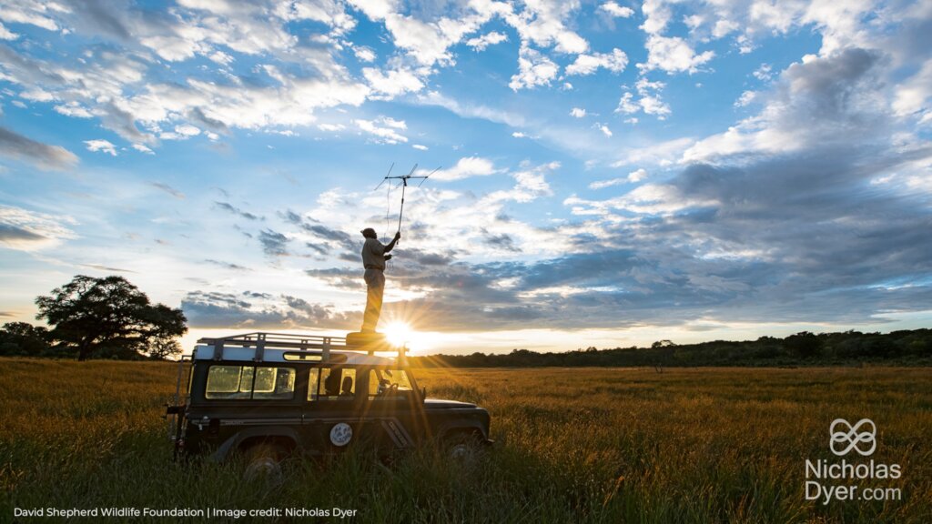 Protecting Painted Dogs