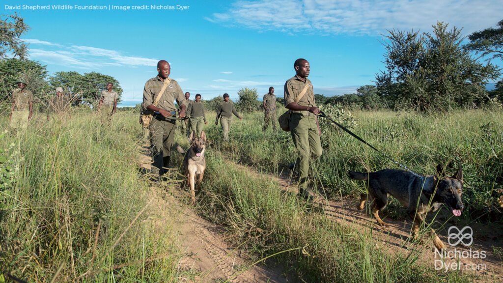 Protecting Painted Dogs